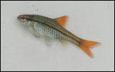 Barbus multilineatus